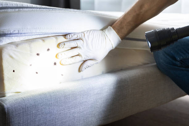 Best Affordable Pest Control Services  in Ridgway, CO