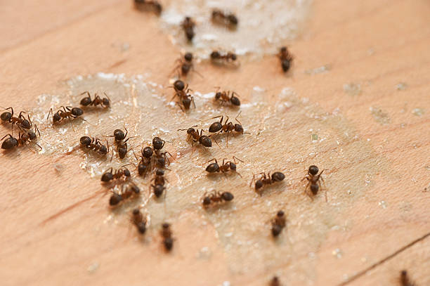 Best Insect Control  in Ridgway, CO