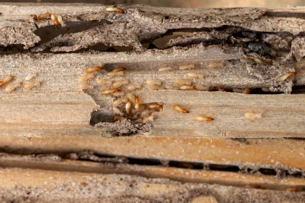 Best Best Pest Control Companies  in Ridgway, CO